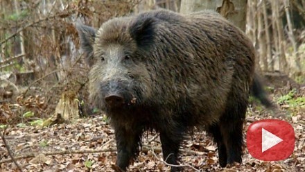 Divočák.Prase divoké.zdroj: tn.cz