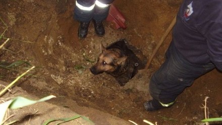 Pes zachráněný z kanálu.