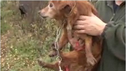 Tohle je zachráněný jezevčík Míša.