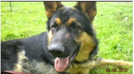 Rok a půl starý německý ovčák Atyla